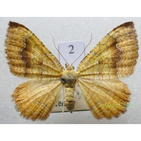 Camptogramma bilineata (Linnaeus, 1758) Czech2